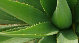 aloe ferox controindicazioni o problemi? scopriamolo insieme.