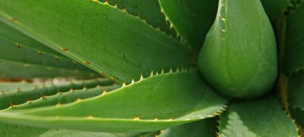 aloe ferox controindicazioni o problemi? scopriamolo insieme.