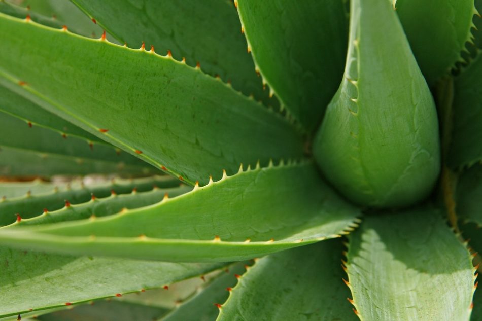 aloe ferox controindicazioni o problemi? scopriamolo insieme.