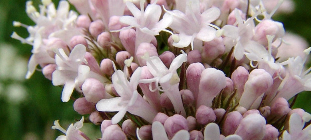 assumere la valeriana