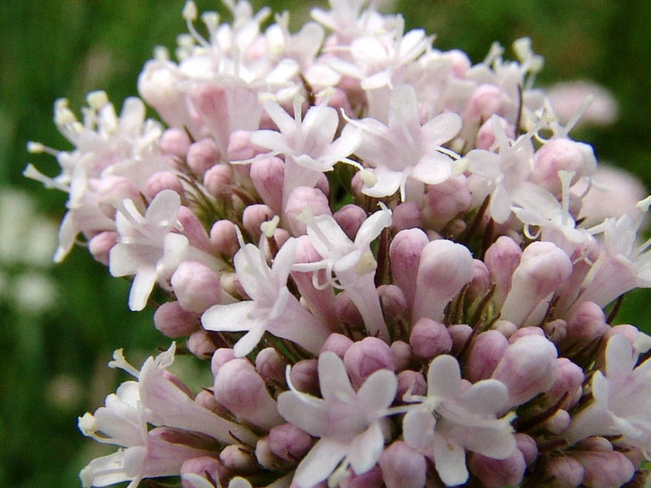 assumere la valeriana